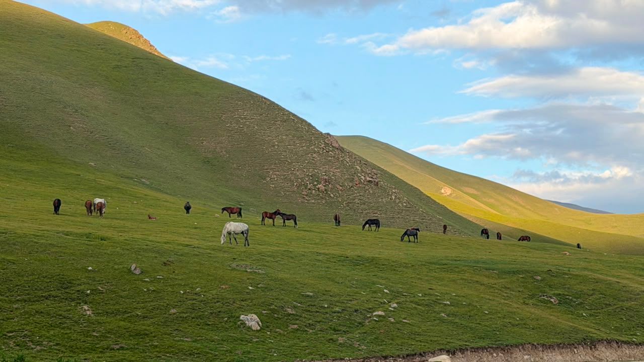Horses grazing across a sunlit green hillside.