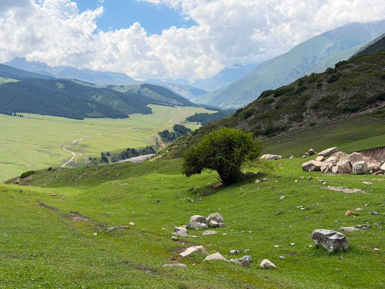 Green mountain valley with a solitary tree, rocks, and winding tracks.