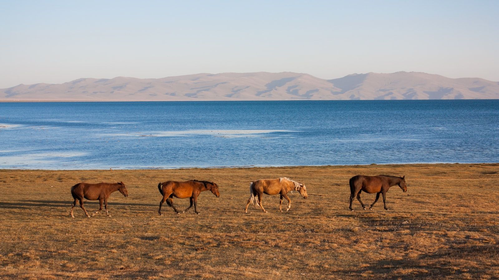 Four horses walking along the open shore of Song-Kol lake with distant mountains behind.