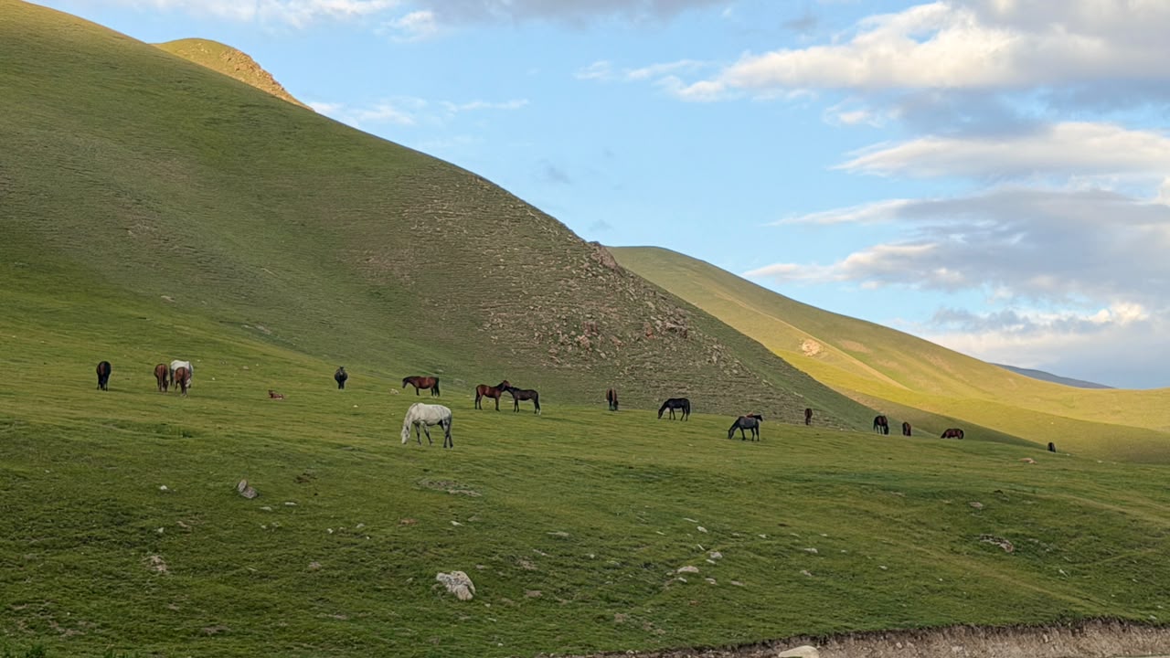 Horses grazing across a sunlit green hillside.